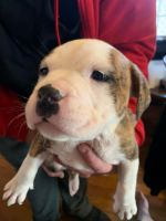 Pitsky Puppies for sale in 702 Elm St, Henrietta, MO 64036, USA. price: NA
