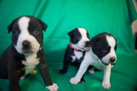 Pitsky Puppies for sale in Eugene, OR, USA. price: $300