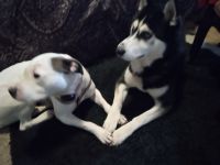 Pitsky Puppies for sale in Richmond, Kentucky. price: $400