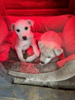 Pitsky Puppies for sale in Fort Worth, Texas. price: NA