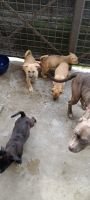 Pitsky Puppies for sale in Fresno, California. price: $150