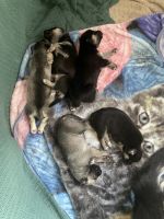 Pitsky Puppies for sale in Duluth, Minnesota. price: $650