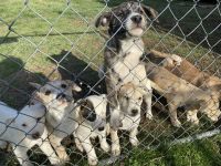 Pitsky Puppies for sale in Winfield, Tennessee. price: NA