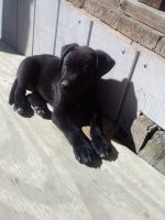 Pitsky Puppies for sale in Sunland Park, NM, USA. price: $25