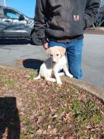 Pitsky Puppies for sale in Athens, Alabama. price: $250