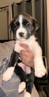 Pitsky Puppies for sale in Pueblo, Colorado. price: $550