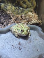 Pixie Frog Amphibians Photos
