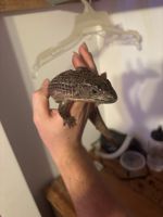 Plated Lizard Reptiles for sale in Kennerdell, Pennsylvania. price: $350