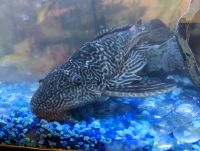 Plecostomus Fishes for sale in Galt, CA 95632, USA. price: NA