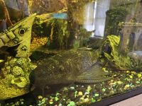 Plecostomus Fishes for sale in Spring Hill, FL, USA. price: $50