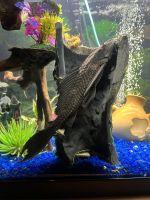 Plecostomus Fishes for sale in Neenah, Wisconsin. price: NA