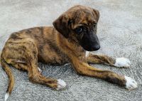Plott Hound Puppies for sale in Tirupati, Andhra Pradesh, India. price: 20000 INR