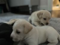 Plott Hound Puppies for sale in AL-19, Hamilton, AL, USA. price: $150