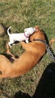 Podenco Andaluz Puppies for sale in Shelby, NC, USA. price: NA