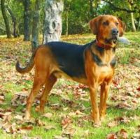 polish hound dog