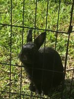 Polish rabbit Rabbits Photos