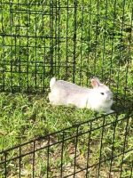 Polish rabbit Rabbits Photos