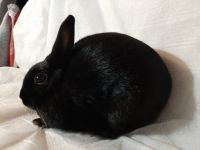 Polish rabbit Rabbits for sale in Green Isle, MN 55338, USA. price: NA