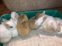 Polish rabbit Rabbits for sale in 3609 Westerville Rd, Columbus, OH 43224, USA. price: NA