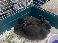 Polish rabbit Rabbits for sale in Newark, OH 43055, USA. price: NA
