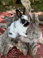 Polish rabbit Rabbits for sale in Nabb, IN 47147, USA. price: NA