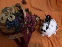 Polish rabbit Rabbits for sale in Isanti, MN 55040, USA. price: NA