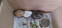 Polish rabbit Rabbits for sale in Chennai, Tamil Nadu 600118, India. price: 400 INR
