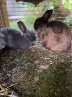 Polish rabbit Rabbits for sale in Forest City, IA 50436, USA. price: $25
