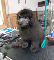Pomapoo Puppies for sale in Raleigh, NC, USA. price: NA