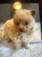 Pomapoo Puppies for sale in Merrillville, IN, USA. price: $1,500