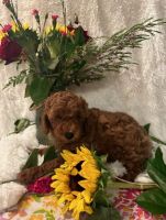 Pomapoo Puppies for sale in Bakersfield, CA 93306, USA. price: NA