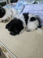 Pomapoo Puppies for sale in Edgewater, FL, USA. price: $120,000