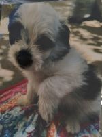 Pomapoo Puppies for sale in San Bernardino, CA, USA. price: $300,400