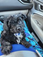 Pomapoo Puppies for sale in Gloucester, VA 23061, USA. price: $650