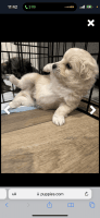 Pomapoo Puppies for sale in Commerce City, Colorado. price: $400