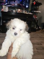 Pomapoo Puppies for sale in Bronx, New York. price: $1,200,140