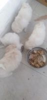 Pomeranian Puppies for sale in Kanpur, Uttar Pradesh, India. price: 2500 INR