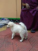 Pomeranian Puppies for sale in Mavelikara, Kerala, India. price: 4000 INR