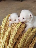 Pomeranian Puppies for sale in Salem, Tamil Nadu, India. price: 4000 INR