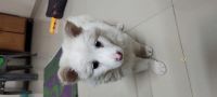 Pomeranian Puppies for sale in C Scheme, Ashok Nagar, Jaipur, Rajasthan 302007, India. price: 7500 INR