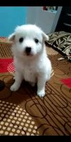 Pomeranian Puppies for sale in Chandkheda, Ahmedabad, Gujarat, India. price: 7000 INR