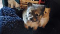 Pomeranian Puppies for sale in Elk Grove, CA 95624, USA. price: NA