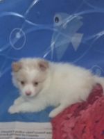 Pomeranian Puppies for sale in Remus, MI 49340, USA. price: NA