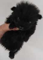 Pomeranian Puppies for sale in Dharampur, Himachal Pradesh 173209, India. price: 9000 INR