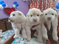 Pomeranian Puppies for sale in Jodhpur, Rajasthan, India. price: 6000 INR