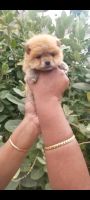 Pomeranian Puppies for sale in Picnic Garden, Tiljala, Kolkata, West Bengal 700039, India. price: 17000 INR