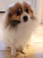 Pomeranian Puppies for sale in 1710 N Compton St, Post Falls, ID 83854, USA. price: NA