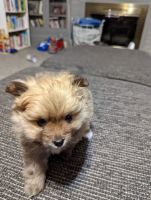 Pomeranian Puppies for sale in Pigeon, MI 48755, USA. price: NA