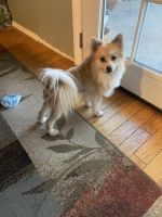 Pomeranian Puppies for sale in Lancaster, CA, USA. price: NA