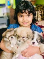 Pomeranian Puppies for sale in Kumaraswamy Layout II Stage, Stage 2, Kumaraswamy Layout, Bengaluru, Karnataka 560078, India. price: 4500 INR